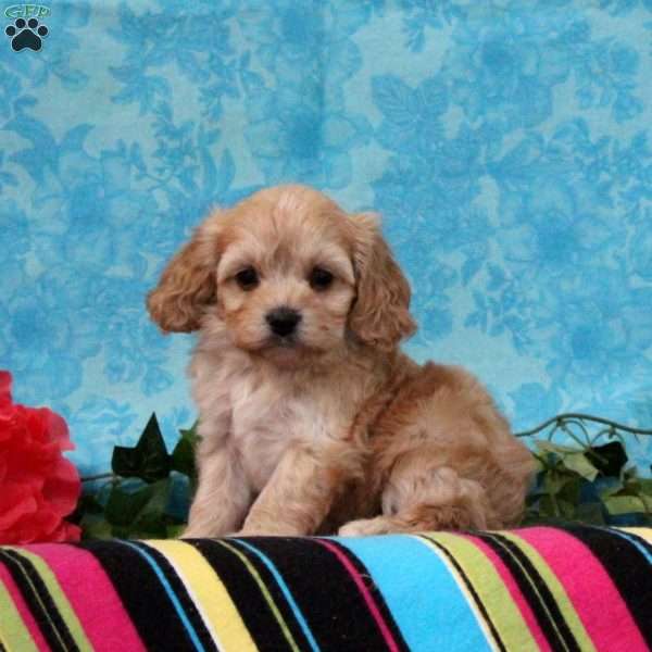 Kenny, Cavalier King Charles Mix Puppy